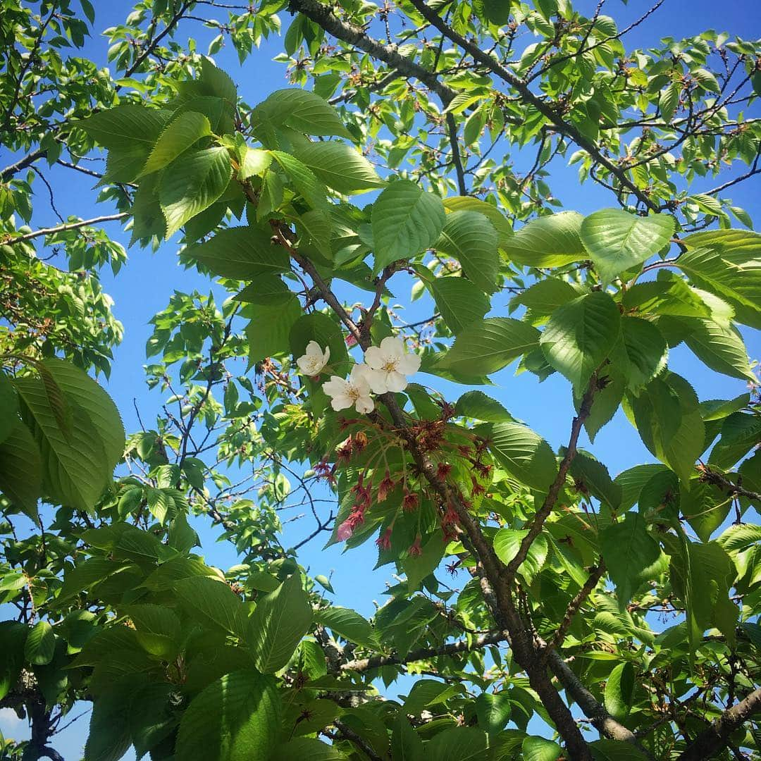 田中香子さんのインスタグラム写真 - (田中香子Instagram)「【みかん県の思ひ出③】 松山城🏯 リフトに乗って。 まだ桜が咲いてたよ◎  #愛媛 #松山 #松山城 #リフト #ロープウェイ  #ehime #matsuyama  #matsuyamacastle  #trip #travel #諸国漫遊記」4月28日 13時01分 - soo.yt