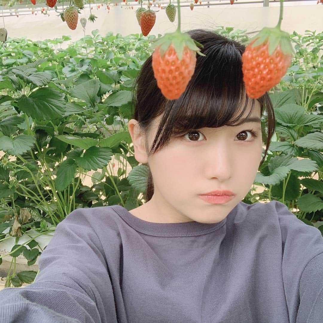 高橋彩香のインスタグラム：「70こはたべたね。 おなかいっぱい。  #いちご狩り #おいしかた #ぱんぱん #さやりん #髙橋彩香」