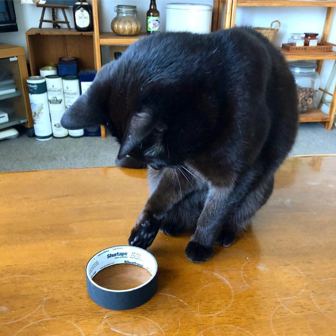 ホタテ＆クラム＆シラスのインスタグラム：「‪Avenger イタズラ娘にアベンジャー‬ #cat #neko #blackcat #猫 #ねこ #黒猫 #catstagram #instagram #instagramjapan #ig_japan #igersjp」
