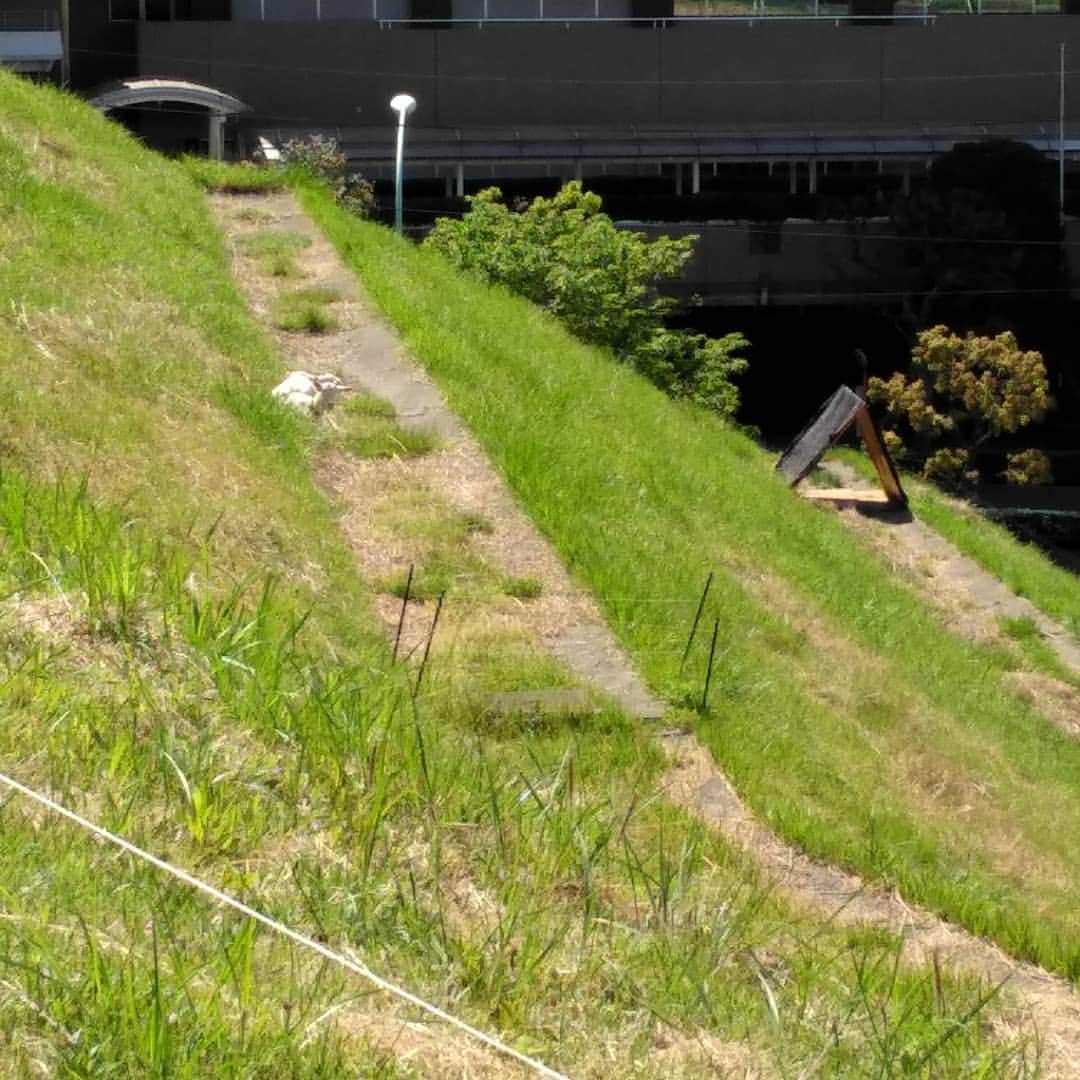 たまこ部@多摩センターさんのインスタグラム写真 - (たまこ部@多摩センターInstagram)「ヤギレンジャーに草やり体験！！」4月28日 13時46分 - tamacobu2015