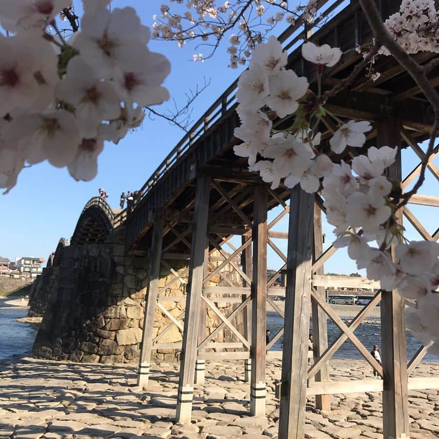 塚田文さんのインスタグラム写真 - (塚田文Instagram)「すでに桜前線は青森県にある様ですが…  今年の桜の締めくくりは、私の大好きな桜の風景の１つ山口県岩国市の錦帯橋と桜のコラボレーション。  川をまたぐ五連のアーチが美しく、そこに桜を纏えば…正に鬼に金棒👹✨ 冬の雪化粧した錦帯橋もいいらしいのですが、それは未だ生で見たことがありません。。。だって寒いの苦手だから😨💦 またこの景色の中に居られるなんて🥰どんなにかラッキーなことだろう😭✨ あと40回ほど桜の季節を迎えるとして、満開の桜をこの場所で見られるタイミングはこの先もう無いかも知れない。  是非人生に一度は桜の季節に錦帯橋を訪れてみて下さい。  #2019年の桜 #山口県 #岩国市 #錦帯橋 #錦帯橋桜  #桜の名所 #舟は強風でお休みだった #山口放送  #japantrip #japantravel #cherryblossom #yamaguchiprefecture #yamaguchiken #iwakunicity #kintaikyo #kintaibridge #awesome #beautiful」4月28日 14時07分 - tsukadaaya1976