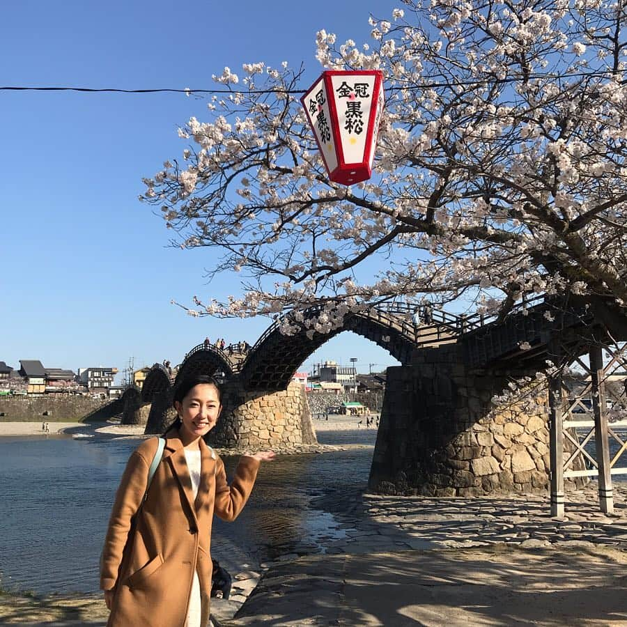 塚田文さんのインスタグラム写真 - (塚田文Instagram)「すでに桜前線は青森県にある様ですが…  今年の桜の締めくくりは、私の大好きな桜の風景の１つ山口県岩国市の錦帯橋と桜のコラボレーション。  川をまたぐ五連のアーチが美しく、そこに桜を纏えば…正に鬼に金棒👹✨ 冬の雪化粧した錦帯橋もいいらしいのですが、それは未だ生で見たことがありません。。。だって寒いの苦手だから😨💦 またこの景色の中に居られるなんて🥰どんなにかラッキーなことだろう😭✨ あと40回ほど桜の季節を迎えるとして、満開の桜をこの場所で見られるタイミングはこの先もう無いかも知れない。  是非人生に一度は桜の季節に錦帯橋を訪れてみて下さい。  #2019年の桜 #山口県 #岩国市 #錦帯橋 #錦帯橋桜  #桜の名所 #舟は強風でお休みだった #山口放送  #japantrip #japantravel #cherryblossom #yamaguchiprefecture #yamaguchiken #iwakunicity #kintaikyo #kintaibridge #awesome #beautiful」4月28日 14時07分 - tsukadaaya1976