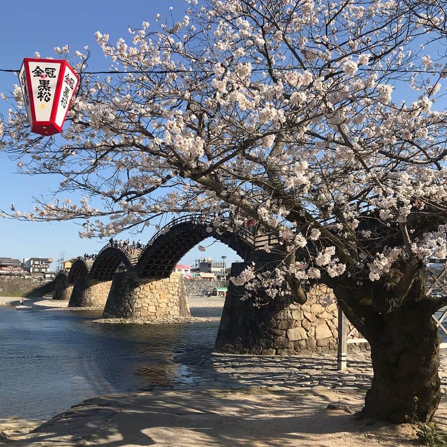 のインスタグラム：「すでに桜前線は青森県にある様ですが…  今年の桜の締めくくりは、私の大好きな桜の風景の１つ山口県岩国市の錦帯橋と桜のコラボレーション。  川をまたぐ五連のアーチが美しく、そこに桜を纏えば…正に鬼に金棒👹✨ 冬の雪化粧した錦帯橋もいいらしいのですが、それは未だ生で見たことがありません。。。だって寒いの苦手だから😨💦 またこの景色の中に居られるなんて🥰どんなにかラッキーなことだろう😭✨ あと40回ほど桜の季節を迎えるとして、満開の桜をこの場所で見られるタイミングはこの先もう無いかも知れない。  是非人生に一度は桜の季節に錦帯橋を訪れてみて下さい。  #2019年の桜 #山口県 #岩国市 #錦帯橋 #錦帯橋桜  #桜の名所 #舟は強風でお休みだった #山口放送  #japantrip #japantravel #cherryblossom #yamaguchiprefecture #yamaguchiken #iwakunicity #kintaikyo #kintaibridge #awesome #beautiful」