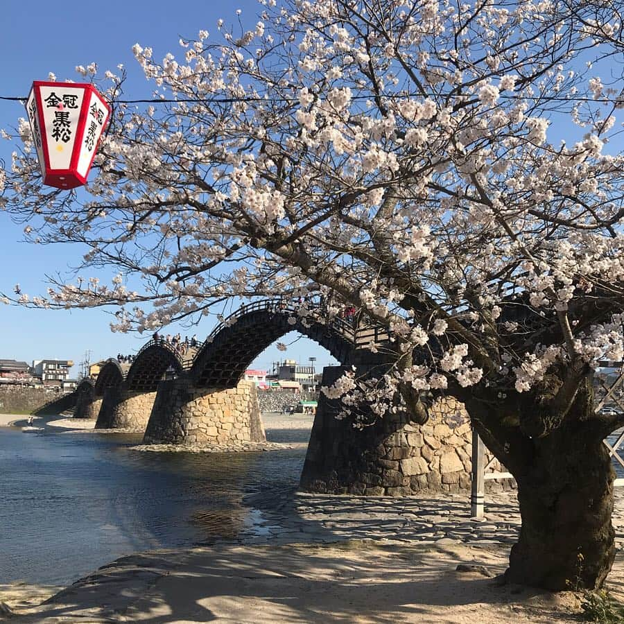 塚田文のインスタグラム：「すでに桜前線は青森県にある様ですが…  今年の桜の締めくくりは、私の大好きな桜の風景の１つ山口県岩国市の錦帯橋と桜のコラボレーション。  川をまたぐ五連のアーチが美しく、そこに桜を纏えば…正に鬼に金棒👹✨ 冬の雪化粧した錦帯橋もいいらしいのですが、それは未だ生で見たことがありません。。。だって寒いの苦手だから😨💦 またこの景色の中に居られるなんて🥰どんなにかラッキーなことだろう😭✨ あと40回ほど桜の季節を迎えるとして、満開の桜をこの場所で見られるタイミングはこの先もう無いかも知れない。  是非人生に一度は桜の季節に錦帯橋を訪れてみて下さい。  #2019年の桜 #山口県 #岩国市 #錦帯橋 #錦帯橋桜  #桜の名所 #舟は強風でお休みだった #山口放送  #japantrip #japantravel #cherryblossom #yamaguchiprefecture #yamaguchiken #iwakunicity #kintaikyo #kintaibridge #awesome #beautiful」