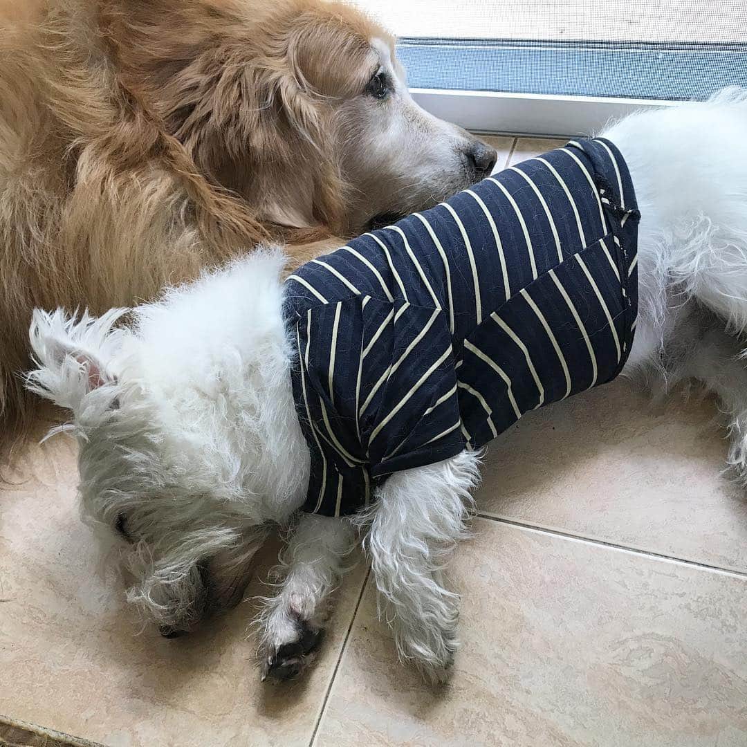 Hoykong&Plamuekのインスタグラム：「Lazy Sunday #hkpm #hoykong #plamuek_westies」