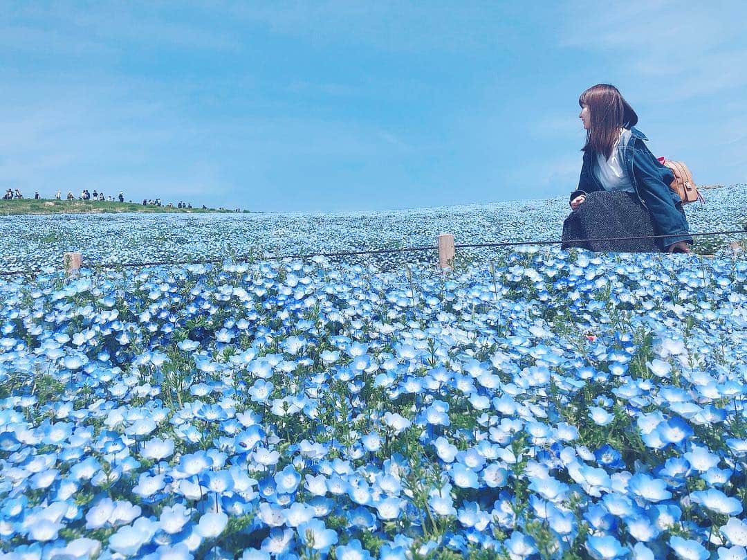 のインスタグラム：「#ひたち海浜公園  #ネモフィラ  #チューリップ . . #茨城 #みはらしの丘 #お花見  #花 #お花畑 #水色 #ピンク  #ネモフィラの丘  #f #l #followｍe #japan #japanesegirl #japanphoto #japantrip #flower #photography #photo #写真好きな人と繋がりたい」