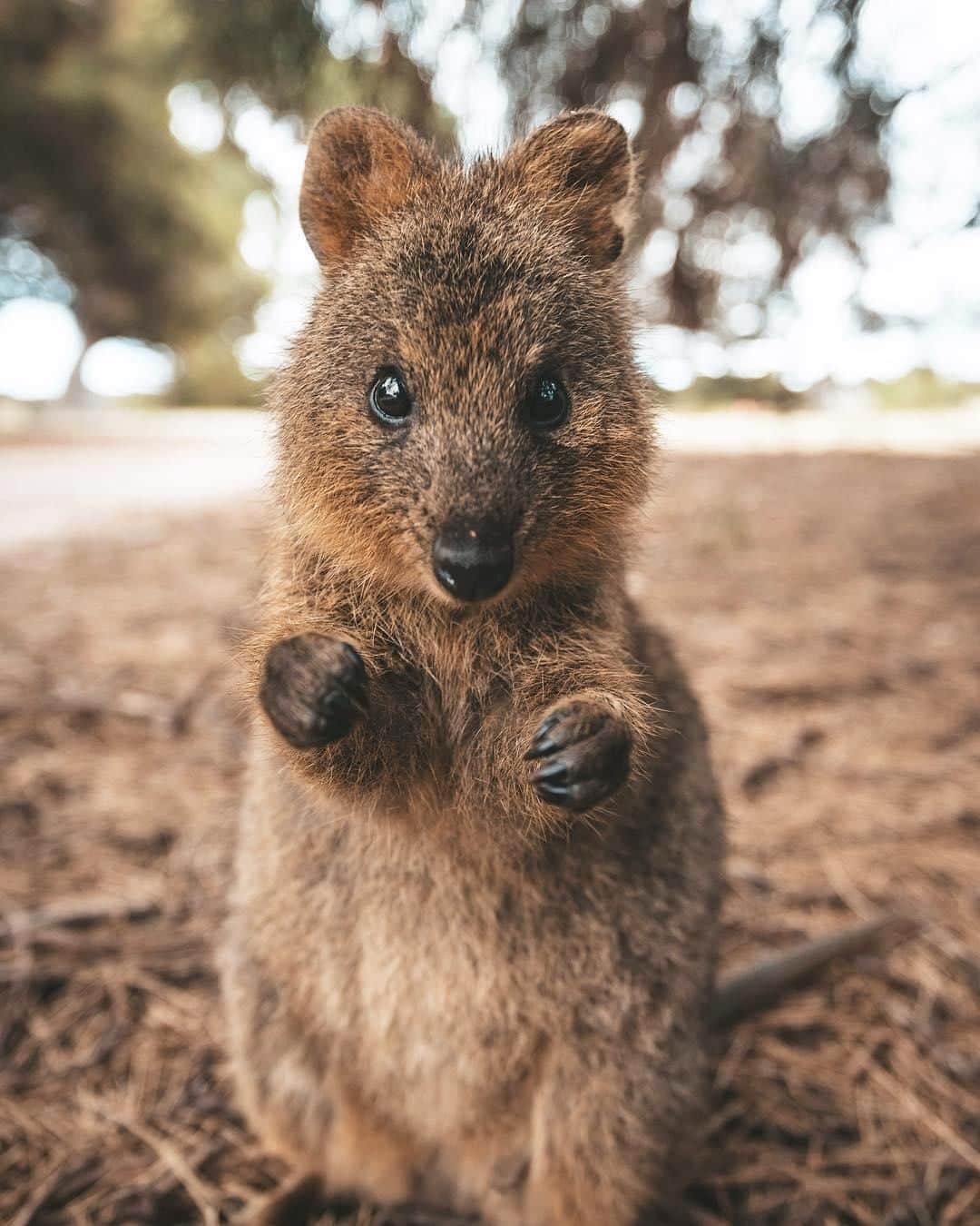 Australiaさんのインスタグラム写真 - (AustraliaInstagram)「Watch out, it’s Quokky Balboa! 🥊  @jamesvodicka spotted this boxing enthusiast on @westernaustralia's @rottnestislandwa, where #quokkas  often come right up to visitors and seemingly pose for photos, which makes for hilarious gems like this. The island is only a short @rottnestexpress ferry ride off the coast of @destinationperth; you can then get around by foot or bicycle to explore the coastline and meet the local #wildlife. TIP: Simply stand still with your camera ready to wait for these critters to come to you (they usually will), no feeding them, please! 😉  #seeaustralia #justanotherdayinwa #rottnestisland #wildlifephotography #weeklyfluff #travel」4月28日 20時00分 - australia