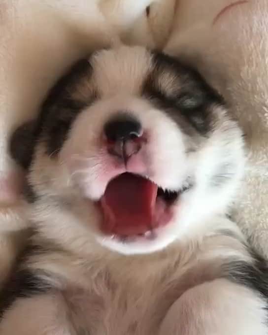 husky and malamuteのインスタグラム：「Hello world.🥰🥰 follow @alaskandaily （Twitter：alaskandaily）for more cute pic and video.😜 ……………………………………………………………… Each video was approved by the original author. But  don't have a Instagram account. We are first one post those video. So watermark credit @alaskandaily ……………………………………………………………… #alaskan#malamute#alaskanmalamute#alaskanhusky#malamutesofinstagram#puppylife#puppylove#puppydog#puppylover#dogdays#malamutepuppy#huskies#huskeypuppy#huskeiesreq#siberian#huskeiesofig#dogslife#dogsofnyc#cutedog#cutedogs#huskeypics#huskeylovers#huskygram#huskeylove#huskiesofinstagram#dogsofnyc#husky#狗」