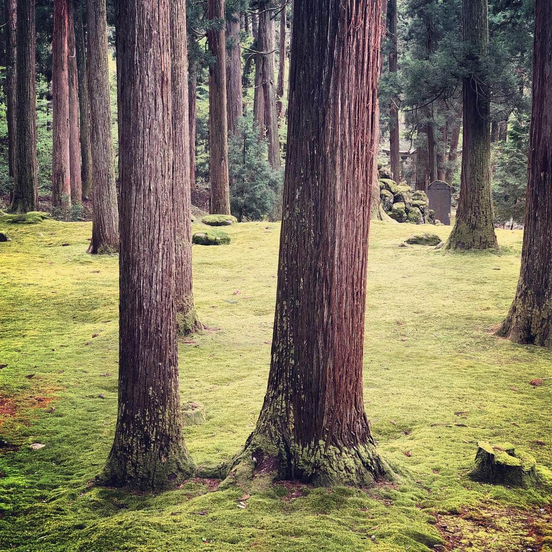 KOKIAのインスタグラム：「I love being with you.  #tokyo #japan #japon #kokia #photography #歌手 #コキア #insta #art #beautiful#follow #女性 #ソングライター #photooftheday #woman #jmusic#ボーカリスト #singer #songwriter #jpop #vocalist #voice #声 #ライブ #live #綺麗 #日本 #trees」