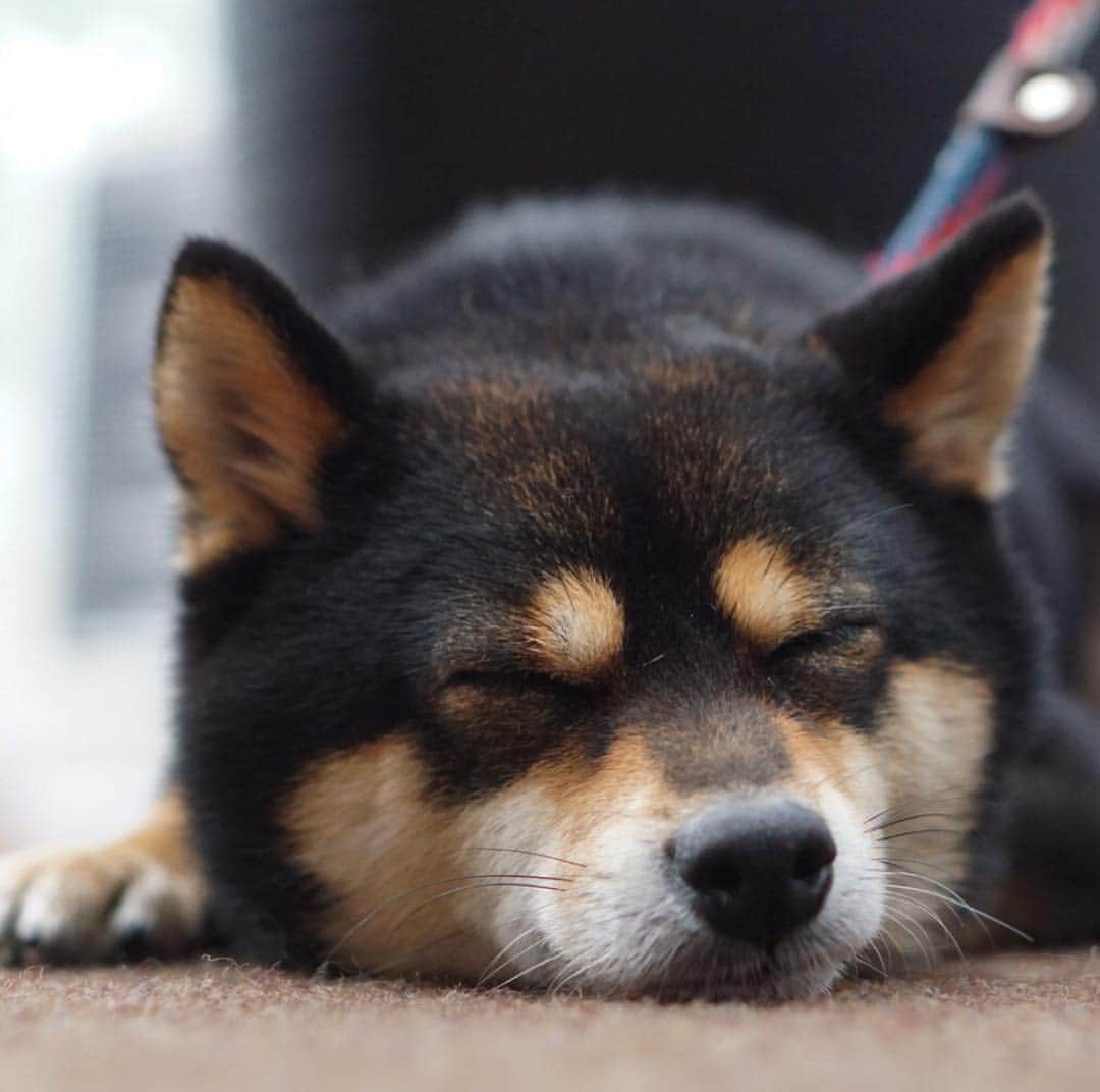 黒豆柴こむぎのグルメインスタ