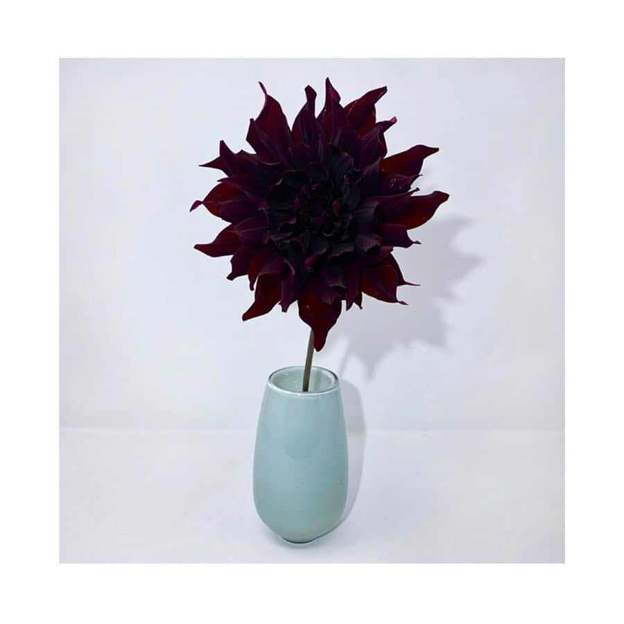 HAIR CATALOG . JPさんのインスタグラム写真 - (HAIR CATALOG . JPInstagram)「皆さんはどんな時に花を買いますか？ 誰かへのプレゼントやお祝い、なんて方がほとんどじゃないかな。  こちらではlogiの宇田さんが珍しいお花を紹介してくださいます。  自分のためにお花を買うのも悪くない気持ちになりますね。  #hcj#ダリア#花＃logi @logiplantsandflowers  コラムの続きはこちらのサイトページから @hair_catalg_jp」4月28日 15時25分 - hair_catalog_jp