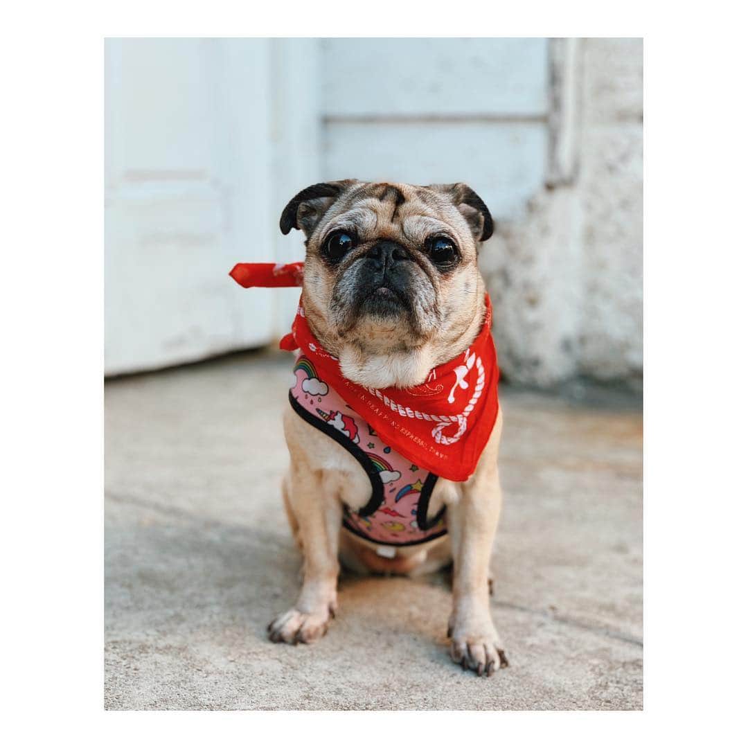 Melissa Santiagoのインスタグラム：「She’s jazzing up her look with a bandanna. #DailyPug #LeicaHarrietPancakes #Pug #PugsOfInstagram」