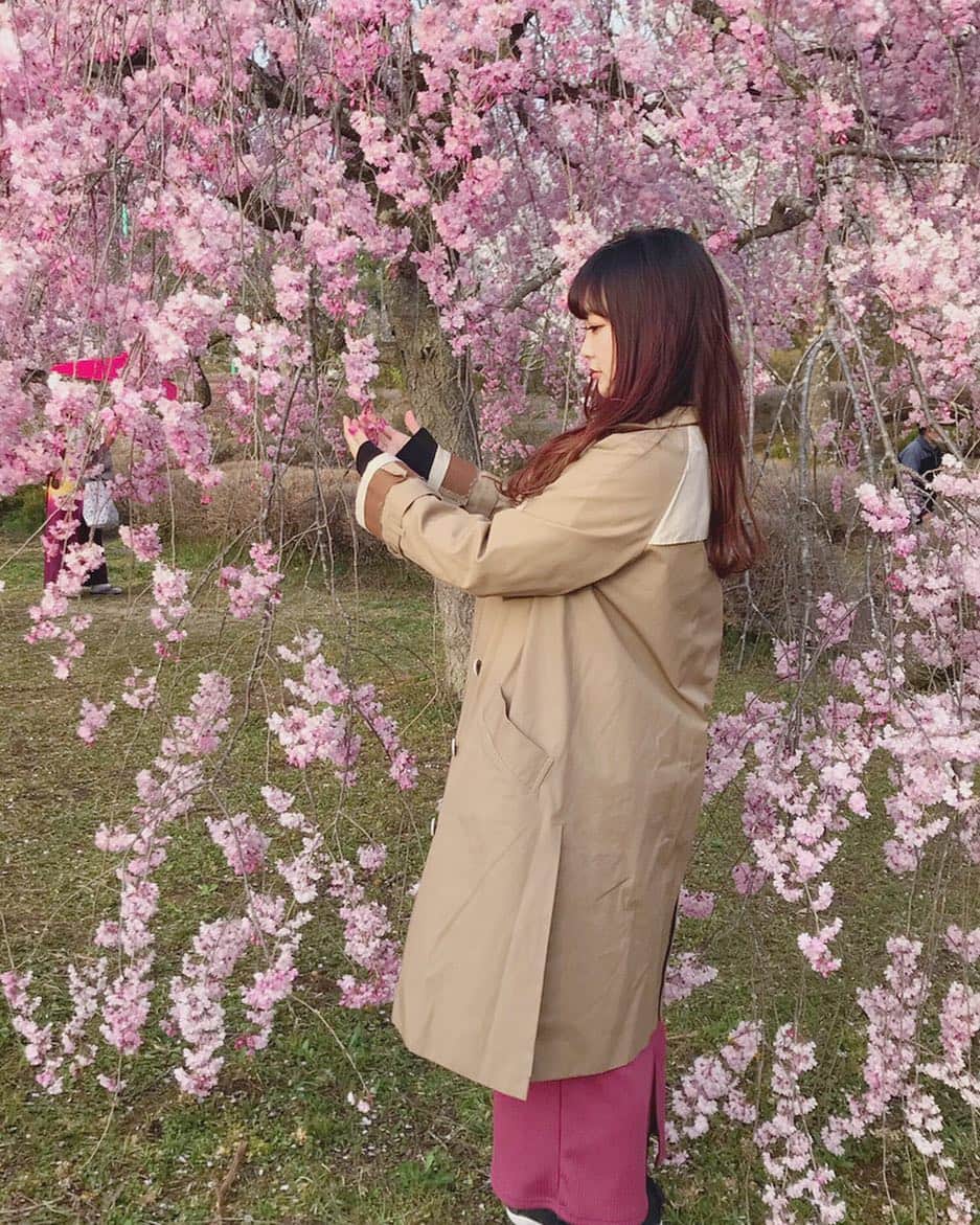 Yun chiのインスタグラム：「🌸 . . 埼玉にこんなに素敵な所があったなんてね、実際に足を運んでみないと知れない事って沢山あるのね〜。 . . 高校の時から来たかったけど、初めて行ったよ。 #japantrip#cherryblossom#saitama#chichibu#flowers#flowerstagram#instagood#spring#flower#pink#枝垂れ桜#お花見#埼玉#秩父#羊山公園」