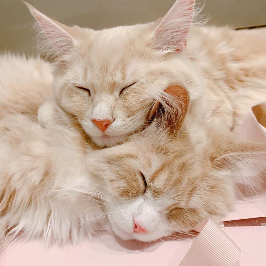 さぁやさんのインスタグラム写真 - (さぁやInstagram)「お片づけしてたら、 紙袋の上でアルがルイの 毛づくろいしてあげてて そのあと引っ付いて寝てった🥺 可愛すぎかーーー😭❤️ .  #ねこすたぐらむ #猫 #子猫 #cat #サイベリアン #siberiancat #アルルイ #アル #ルイ」4月28日 15時58分 - saaya831