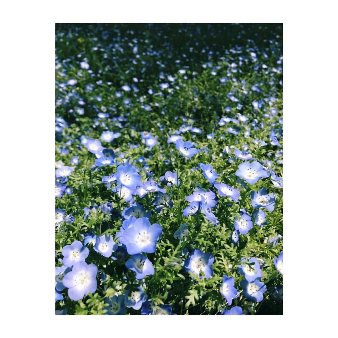 神田莉緒香さんのインスタグラム写真 - (神田莉緒香Instagram)「--- ネモフィラ、というお花だそうです。 青い絨毯きれいだった💠 . #日比谷公園 #ネモフィラ」4月28日 15時55分 - riokanda_ri