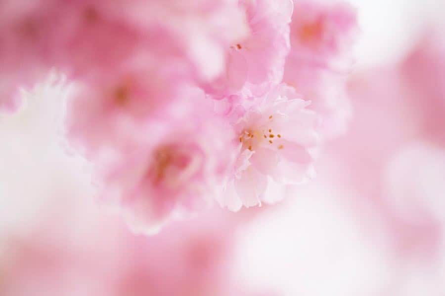 武智志穂さんのインスタグラム写真 - (武智志穂Instagram)「みなさ〜ん📣 ゴールデンウィークはいかがお過ごしでしょうか？？ ‌ わたしはといいますと☺️ カメラを新調したので、写真を撮るのが楽しくてしょうがないゴールデンウィークのスタートです📷✨ 山中湖では、まだ桜をギリギリ楽しめますよ〜🌸 ‌ ‌ #FUJIFILMXE3 #カメラ女子 #山桜 #山中湖 #わたしのゴールデンウィーク」4月28日 16時03分 - shiho_takechi