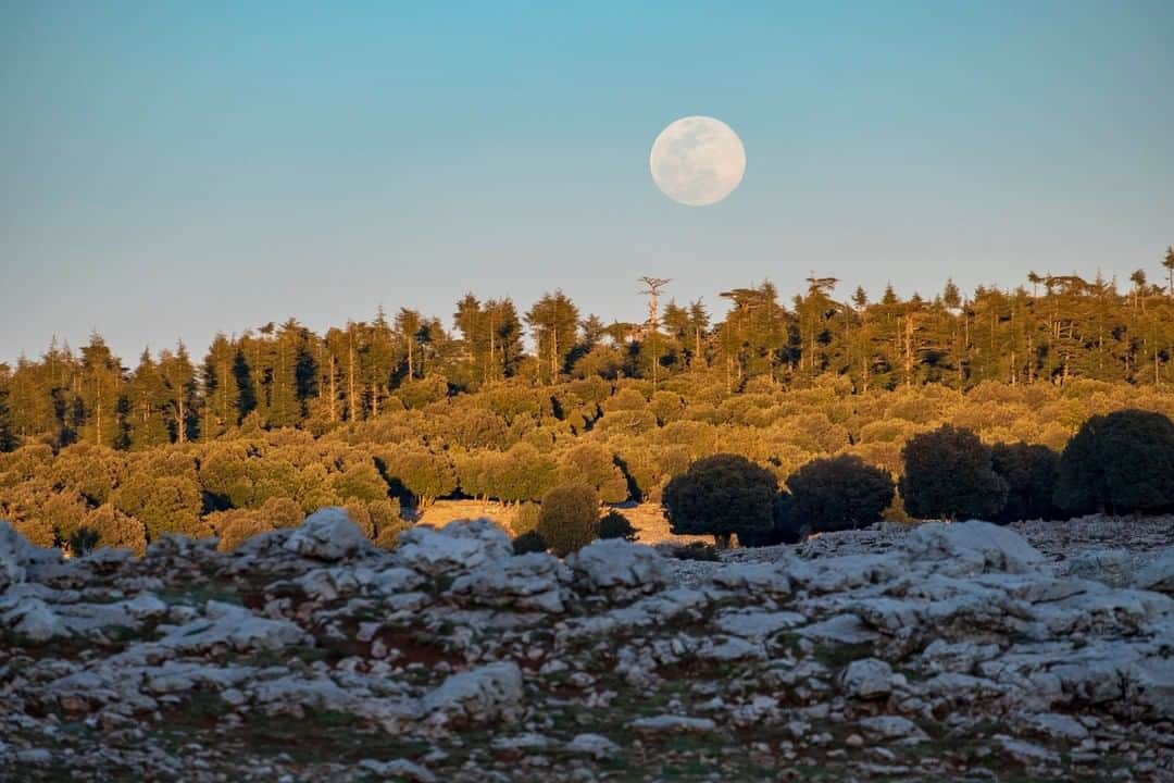 National Geographic Travelさんのインスタグラム写真 - (National Geographic TravelInstagram)「Photo by @KristaRossow | I traveled to the Middle Atlas region of Morocco in March to go on a late-afternoon wander through a cedar forest. When I was returning to my car, I saw the "super worm moon" rising above the horizon. A worm moon is the name given to the first full moon in March and supermoons occur when the full moon is closest to Earth. To see more photos from my travels, follow me @KristaRossow. #Morocco #moon」4月28日 16時04分 - natgeotravel