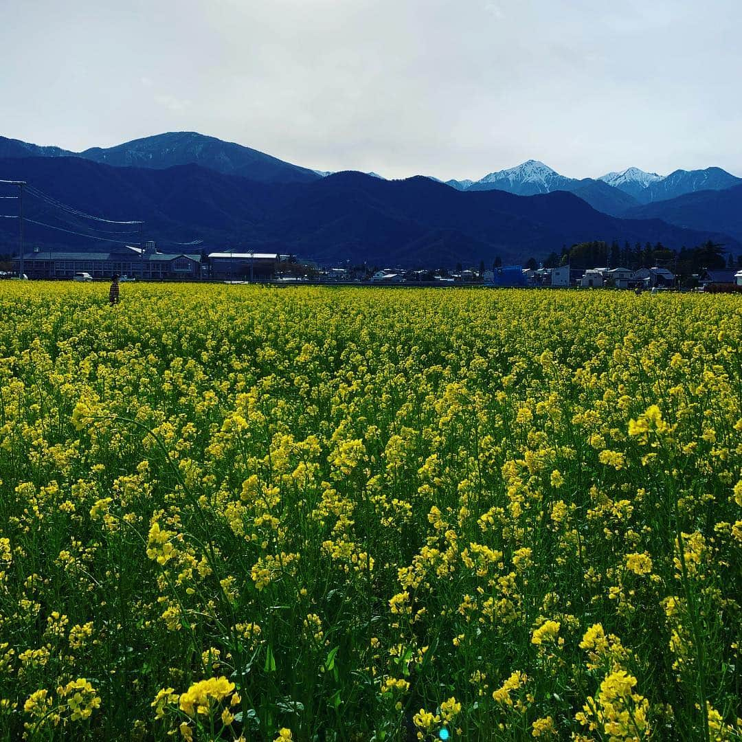 有森裕子さんのインスタグラム写真 - (有森裕子Instagram)「今日の風景 長野県 安曇野」4月28日 16時31分 - arimori.yuko33