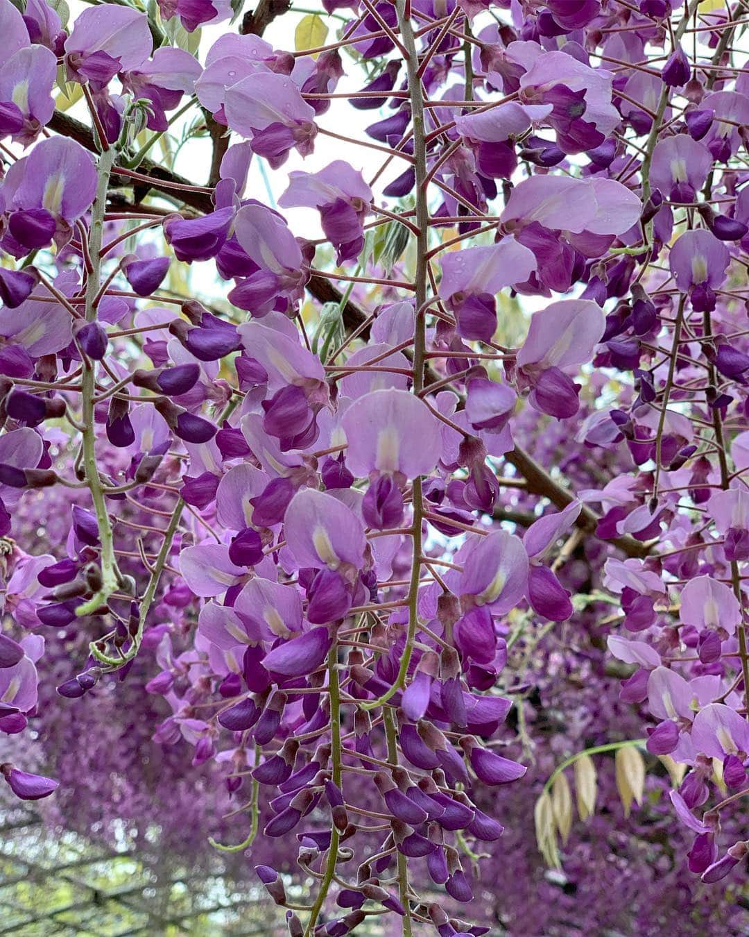 吉川ちかさんのインスタグラム写真 - (吉川ちかInstagram)「藤の花見に来たけど 一部だけしか 咲いてなかったよん😂🤚 まだ五分咲きぐらいかな。 . 満開の時に行きたかった🥺💓 . #藤の花#北九州#五分咲き#Flower#ちえちか#twins#おそろコーデ #双子コーデ #双子」4月28日 16時50分 - yoshikawachika_1116