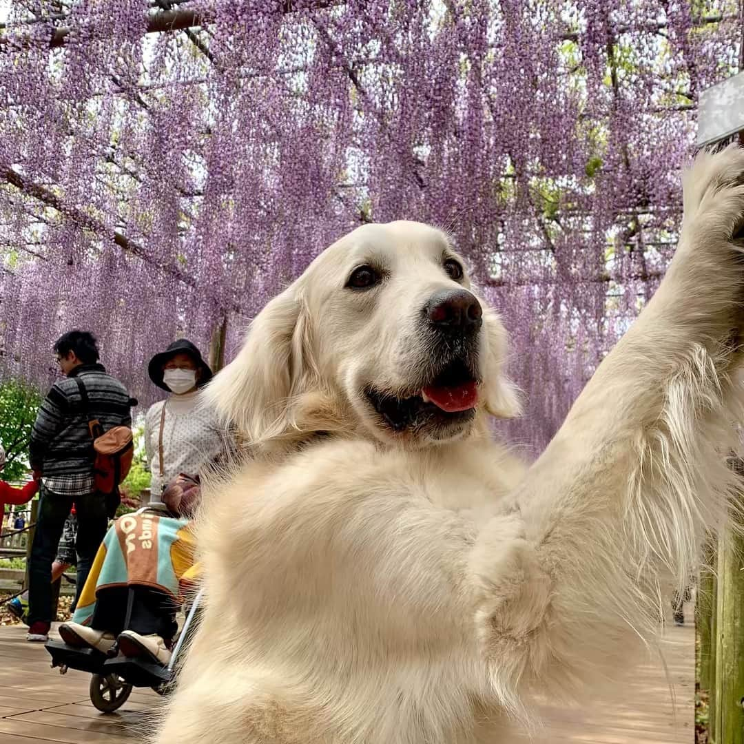 P太郎ママのインスタグラム