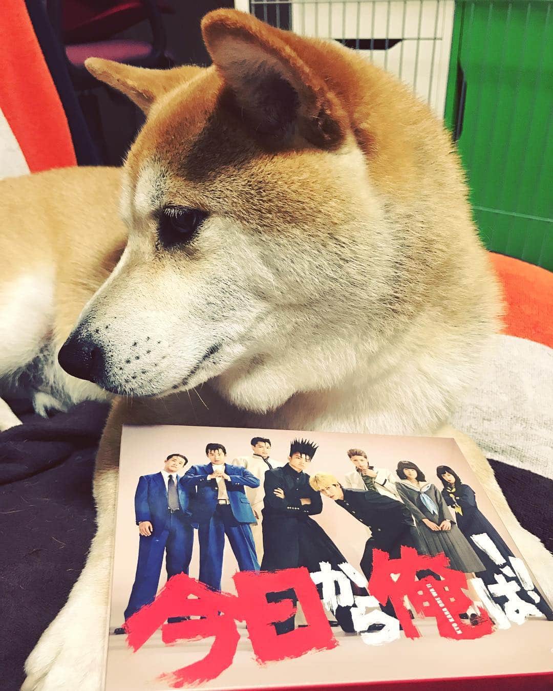 Hanamichi ＆ ℕㆁℜ〡ｋㆁ♡のインスタグラム：「届いた〜観るの楽しみ(⁎⁍̴̛ᴗ⁍̴̛⁎)♡ #今日俺 #DVDボックス買っちまった #貴重な連休 #しかしながら#溜まった家事で終わりそう #今日から俺は #頑張るぞ #この子は性格的にミツハシ #でも花道 #どちらもツッパリ #男の勲章  #柴犬 #しばいぬ #子犬 #わんこ #dog #shiba #puppy」