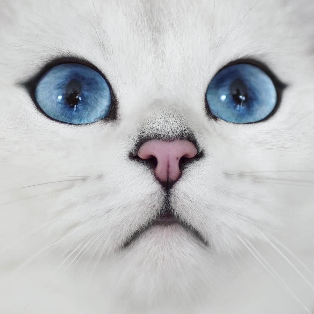 Aww Clubさんのインスタグラム写真 - (Aww ClubInstagram)「This nose was made for booping.⠀ ⠀ 📷@cobythecat⠀ ⠀ #meowed #cobythecat #beautifuleyes #oceaneyes」4月28日 18時00分 - meowed