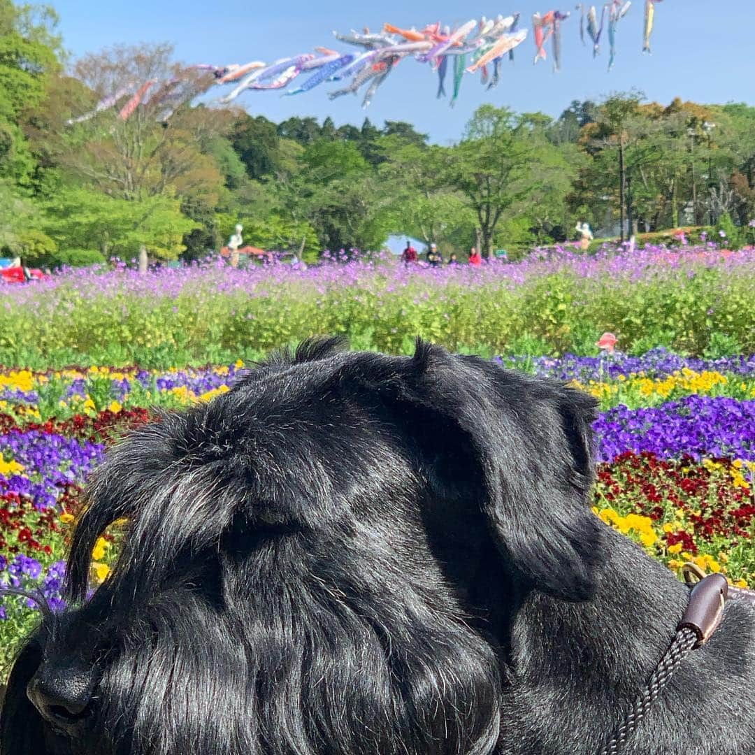 信沢Hitoshiさんのインスタグラム写真 - (信沢HitoshiInstagram)「ワタシ、女だけど、、、。って顔された！ 鯉のぼり可愛いから。 #ひめはるの里」4月28日 18時02分 - nobusawahitoshi