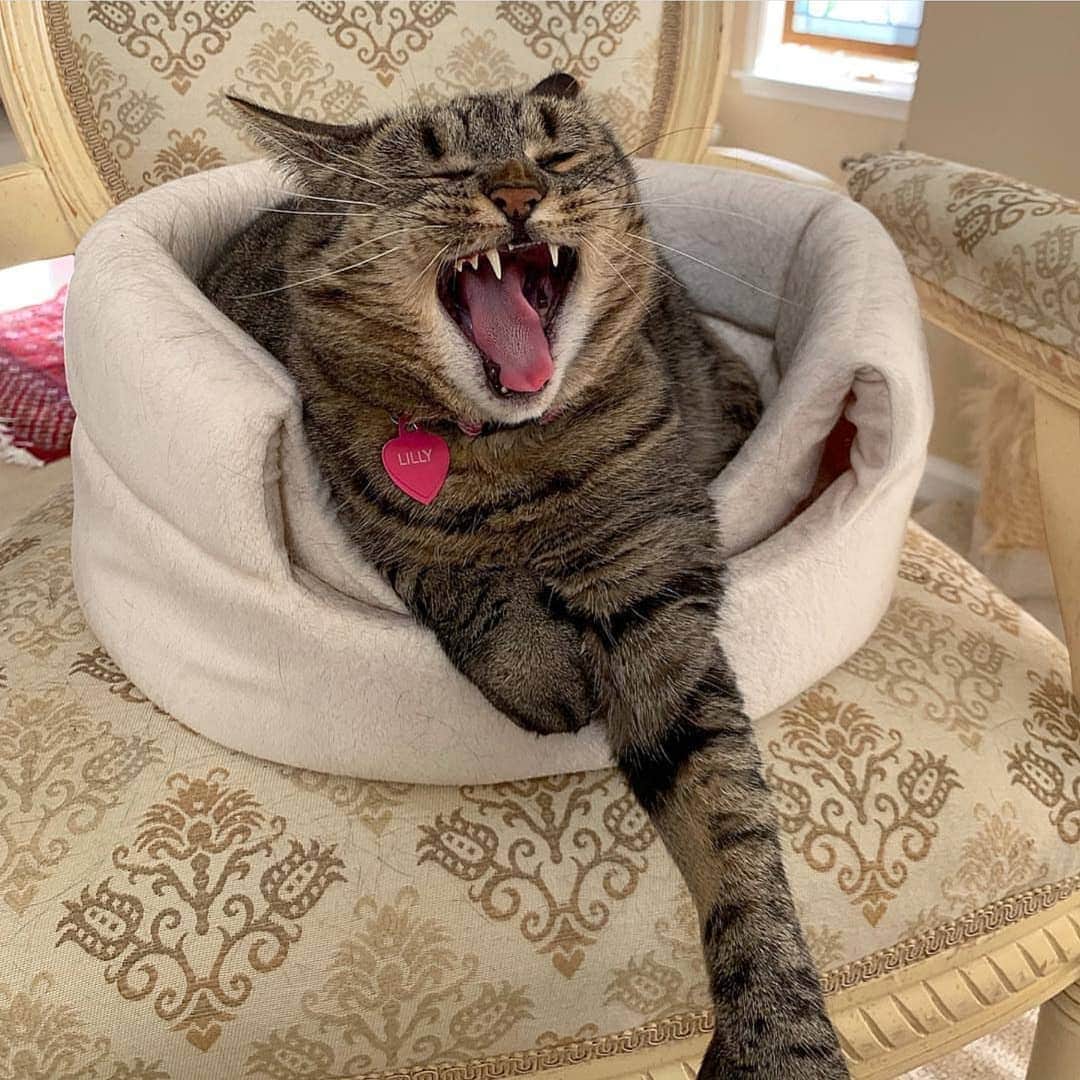 CatStockerのインスタグラム：「Hello! #catstocker is here!  Follow our FURRriend @tailsoftigerandlily  Scroll right for more pictures 👉 . . . . .  #cat #neko #mačka #chat #kočka #котка #kotek #kot #кіт #mače #кошка #кот #katze #gato #gatto #kissa #kattunge #猫 #고양이 #貓 #kedi #köttur #kissanpentu #חתול #кішка #kittens #小猫 #kätzchen #котята」