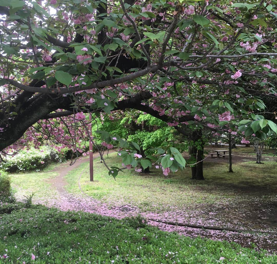 lululukululuさんのインスタグラム写真 - (lululukululuInstagram)「八重桜🌸🌸 #八重桜#さくら#花#近くの公園」4月29日 4時24分 - tajitajicat