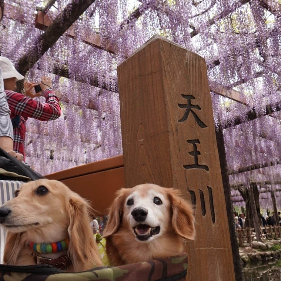 kazumiさんのインスタグラム写真 - (kazumiInstagram)「. 明日からお天気下り坂という事で、 近所の公園でやっている 「藤祭り」行って来ました🐶🐶 . 人、人、人、７割位アジア系の観光客😲 最近は観光バスで、続々と団体客がやって来るように…🚌🚌🚌 . 写真📸撮るのも一苦労…😅 * * * #ルカ#ルーちゃん#レア#レアちゃん#愛犬#癒し#可愛い#ダックス#ダックスフンド#ミニチュアダックス#ミニチュアダックスフンド#藤祭り#藤棚#公園内に何故かパトカー#ヤンチャ姫#シニア犬#レア日記#お爺ちゃん日記 #dachshund#miniaturedachshund#dogstagram#dogofinstagram#dachshundsofinstagram#dachshundlove#instadog#todayswanko#todayswanko#cute#pretty#love」4月28日 20時25分 - dagumama