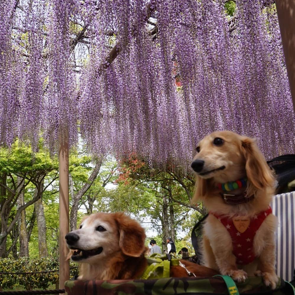 kazumiさんのインスタグラム写真 - (kazumiInstagram)「. 明日からお天気下り坂という事で、 近所の公園でやっている 「藤祭り」行って来ました🐶🐶 . 人、人、人、７割位アジア系の観光客😲 最近は観光バスで、続々と団体客がやって来るように…🚌🚌🚌 . 写真📸撮るのも一苦労…😅 * * * #ルカ#ルーちゃん#レア#レアちゃん#愛犬#癒し#可愛い#ダックス#ダックスフンド#ミニチュアダックス#ミニチュアダックスフンド#藤祭り#藤棚#公園内に何故かパトカー#ヤンチャ姫#シニア犬#レア日記#お爺ちゃん日記 #dachshund#miniaturedachshund#dogstagram#dogofinstagram#dachshundsofinstagram#dachshundlove#instadog#todayswanko#todayswanko#cute#pretty#love」4月28日 20時25分 - dagumama