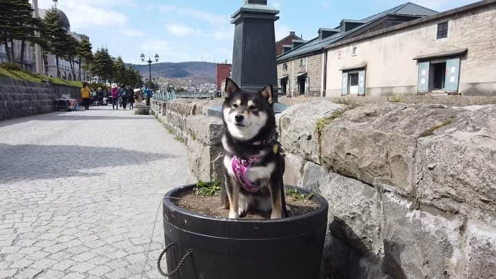 吾子のインスタグラム