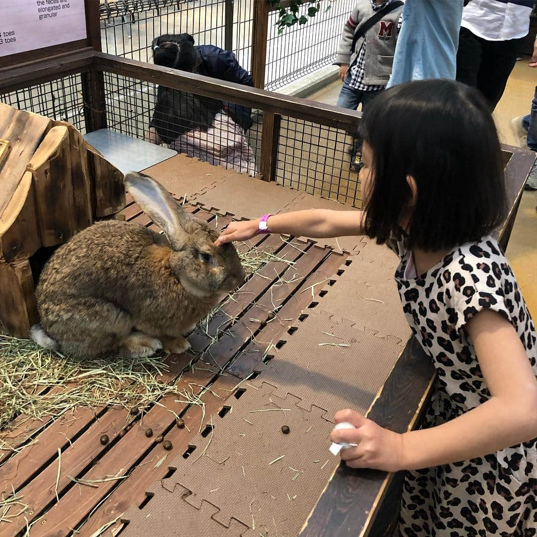 甘糟記子さんのインスタグラム写真 - (甘糟記子Instagram)「船旅2日目、神戸！  偶然息子殿の幼稚園の時のママ友が神戸に帰ってきてたので合流！  時間の無い中効率よく回るために、神戸情報を色々教えてもらい( ^ω^ )  私達がお菓子屋さんで買い物している間、友達が子供達を動物王国へ連れてくれるというのでお言葉に甘えて、大人はダニエル本店へ！！ ここのクッキーとチョコの詰め合わせが大好きなのです( ^ω^ )  は〜嬉しすぎる〜！ そしてママ友オススメのダニエルテラス店にて生菓子も食べ、動物王国で合流！！ ここ動物がかなりフリーな感じでウロウロしてて、すごく面白い！！ いろんな動物に触れたり餌もあげれて、子供たちも大喜び(≧∀≦) 帰りにみんなで神戸空港まで行ってうどんを食べ、JIBで買い物もして船に戻りました(๑˃̵ᴗ˂̵) ママ友のお陰で短い神戸も行きたいとこ行けて、大人も子供も楽しめたよ〜☆*:.｡. o(≧▽≦)o .｡.:*☆ ありがとうね〜！ #船旅甘糟#旅行甘糟#ダニエル芦屋#焼き菓子#芦屋#ダニエル#モンブラン#動物王国#息子殿姫#息子殿#姫#trip#travel #ノルウェージャンジュエル#クルーズ甘糟」4月28日 20時30分 - norihey924