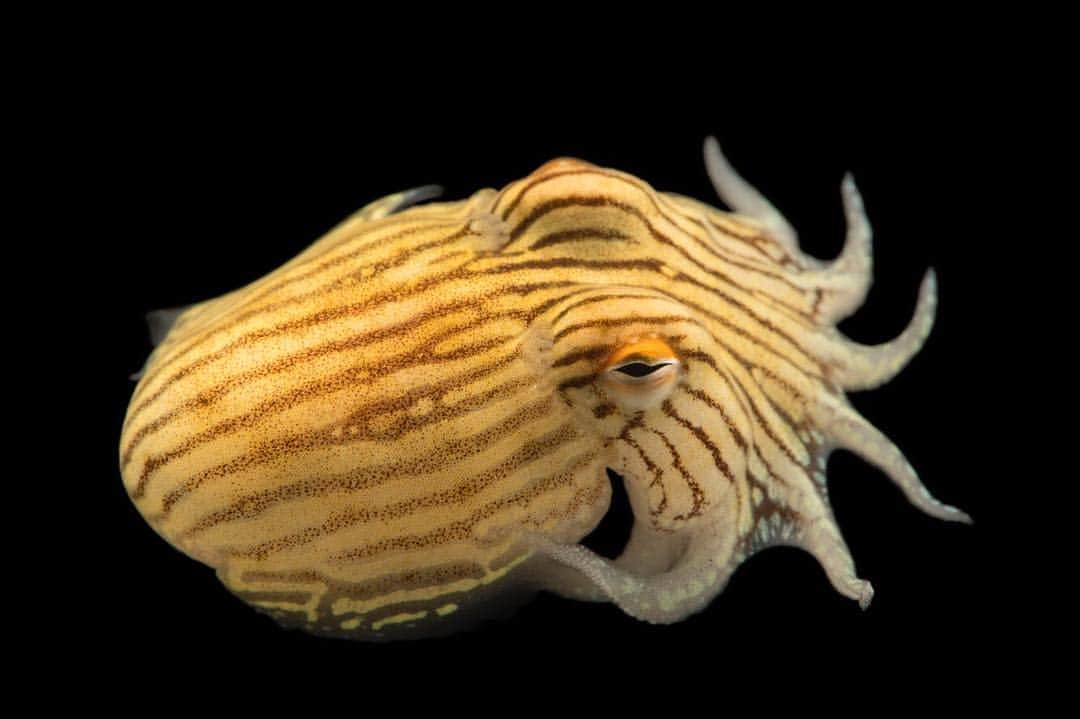 Joel Sartoreさんのインスタグラム写真 - (Joel SartoreInstagram)「If it wasn’t for this squid’s bold stripes, it could easily be mistaken for a tasty dumpling! Known as the striped dumpling squid or pajama squid, this species is native to the southern Indo-Pacific and can be found off most coasts in Australia. During the day, this species buries itself in sand in order to hide from predators, but becomes more active at night, swimming in short bursts to go hunting. Scientists believe the pajama squid may produce a toxic mucous, and its stripes may serve as a warning sign to other species to keep their distance. If true, this species is just one of a handful of poisonous mollusks we know that call the open ocean home! Photo taken with a @nikonusa D4 @butterflypavilion」4月28日 20時33分 - joelsartore
