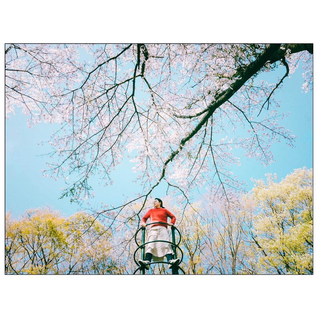 daruma64のインスタグラム：「🌸 . 今年は桜を長く楽しむ事ができた。開花後に雪が降ったり(昨日も降った)、気温が下がった影響もあって、近所では枝垂れ桜や八重桜など遅咲きの桜がまだ咲いている。」