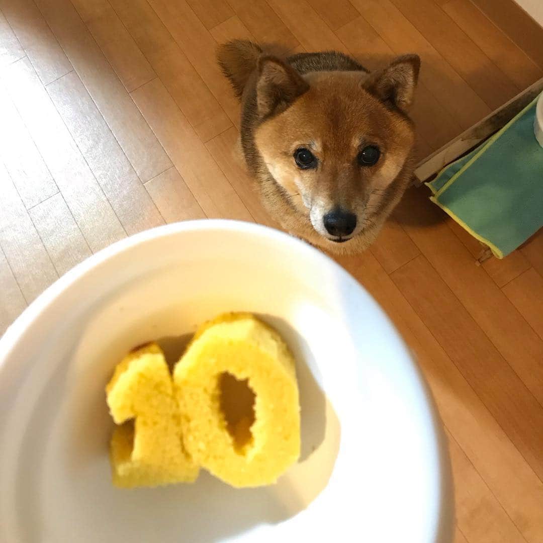 柴犬はなこ Shibainu Hanakoさんのインスタグラム写真 - (柴犬はなこ Shibainu HanakoInstagram)「はなこ10才になりました💝 BBQしてたらふくお肉食べたので、ケーキは質素に😅 私もひとつ歳をとり、お互い健康第一で楽しく美味しく長生きしようねと願う今日でした🐶😌✨ ケーキ…丸呑みしてしもた💦 #shiba #dog #shibainu #birthday #犬 #柴犬 #10才 #お誕生日おめでとう」4月28日 20時56分 - kiki_beee