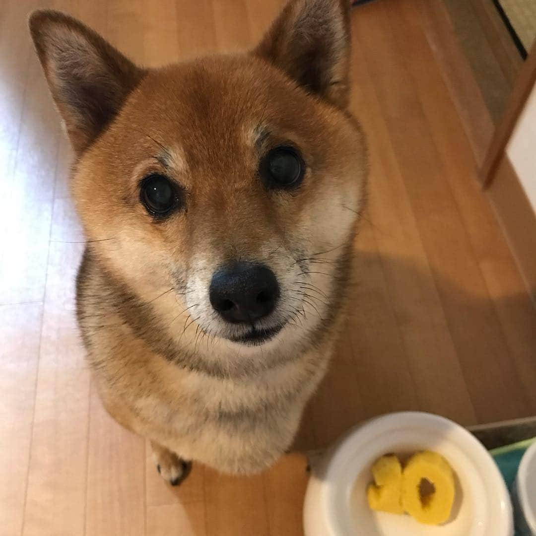 柴犬はなこ Shibainu Hanakoさんのインスタグラム写真 - (柴犬はなこ Shibainu HanakoInstagram)「はなこ10才になりました💝 BBQしてたらふくお肉食べたので、ケーキは質素に😅 私もひとつ歳をとり、お互い健康第一で楽しく美味しく長生きしようねと願う今日でした🐶😌✨ ケーキ…丸呑みしてしもた💦 #shiba #dog #shibainu #birthday #犬 #柴犬 #10才 #お誕生日おめでとう」4月28日 20時56分 - kiki_beee