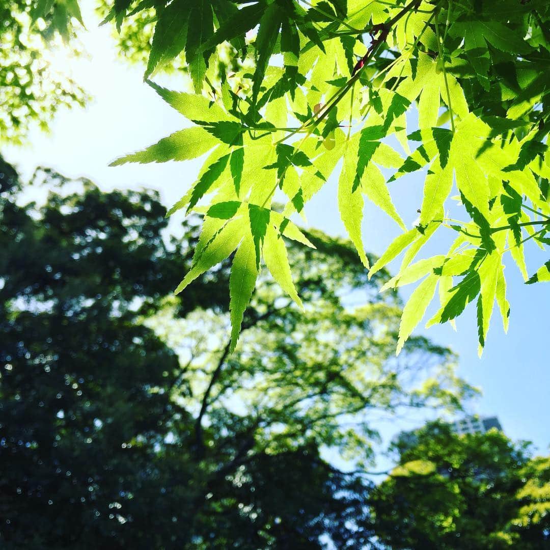 ふかしのインスタグラム：「恵みの雨の切れ目に新緑が眩しい。  #新緑 #春 #穀雨」