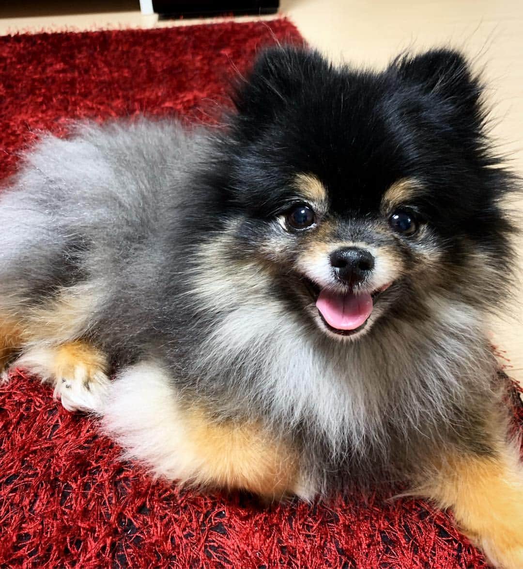 リジ のインスタグラム：「짜장아🐶🖤🧡❤️」