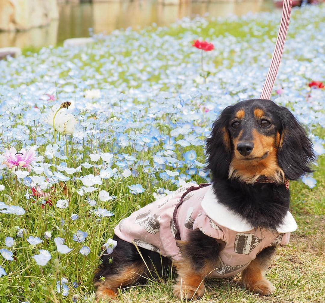 Sora Momoさんのインスタグラム写真 - (Sora MomoInstagram)「淡路島にお出かけしたよ🐶🐾🐶 ☺︎ 国営明石海峡公園はお花が綺麗でネモフィラがいっぱい✨ そらももはとにかく楽しそうで 公園の中をどんどん歩いて行っちゃうから写真なんて撮らせてくれません💦 ☺︎ でも、お花の匂いをくんくんしたり楽しそうに歩いたりしてる2人が1番可愛いね😆💕 ☺︎ #お出かけ#お花がいっぱいの公園 #お花の匂い#くんくん#ネモフィラが綺麗#楽しそうにお散歩#淡路島#国営明石海峡公園 #仲良し#そらともも #ダックス#ミニチュアダックス #ダックス多頭飼い  #dachshund #miniaturedachshund」4月28日 22時05分 - teratera_sorapu_