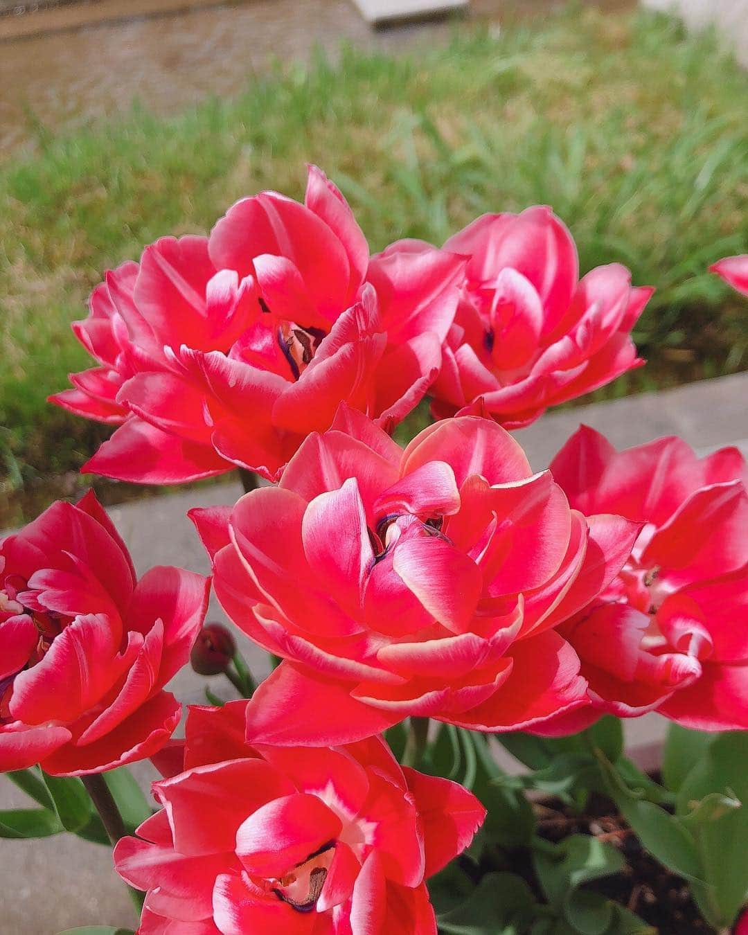 平野ひかるさんのインスタグラム写真 - (平野ひかるInstagram)「🌷🌷🌷 #富山 #砺波チューリップ公園 #となみチューリップフェア  #2019 #チューリップ畑 #tulip  #nature  #flowers」4月28日 22時13分 - hikarun80129