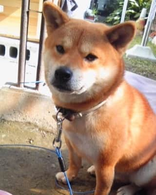 shibainu berryさんのインスタグラム写真 - (shibainu berryInstagram)「When a berry became a family✨ うちに来てまだ間もない時のべりやん❗️ まだ貫禄ないね😊 @pecodogs さんのアプリで紹介してくれてます✨ ストーリーにリンク貼ってるので良かったら見てみてね〜😊 はじめは外飼いだったんよ❗️ まだ人にも慣れず、荒れてたからおかん以外の家族も全然触れなかった時… 噛む犬をわざわざ飼う人はなかなかおらんと思うんやけど、 おかんの場合はたまたまべりやんと出会って 飼い主さんはおったけど、おかんが一年ぐらい毎日散歩、ご飯の世話してて、その流れでそのまま引き取ることになって。 べりやんのことはおかんが一方的に好きになった感じ。恋愛する時の気持ちと同じ気持ち。 傷を負ってるから癒したい 孤独やから守りたい っていうのが自分的に恋の始まり。 やから、べりやんとおとんがそっくり(笑) #❤️迷子犬の掲示板応援団 @maigo_dog  #❤️迷子犬の掲示板四国応援 @maigo_dog_shikoku #めざせ迷子犬ゼロ👌 #柴犬 #べりやん #べりむく #多頭飼い #berry #shiba #shibainu  #shibainumania #shibastagram #instashiba #ぷにっと部 #口角キュキュッと部  #チーム俺様 →部員絶賛募集中 #shiba_snap #proudshibas #west_dog_japan #サンデイ #instagramjapan #ふわもこ部 #pecoいぬ部 #pecotv #buzzfeedanimals #dogsofinstagram #dogsofinstaworld #dogs_of_instagram #9gag」4月28日 22時11分 - shibainu.berry