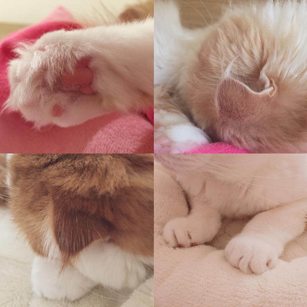 のんたのインスタグラム：「どれが好きー？ ぼーちゃんのほうがのんちゃんより耳大きいんだよ😆」