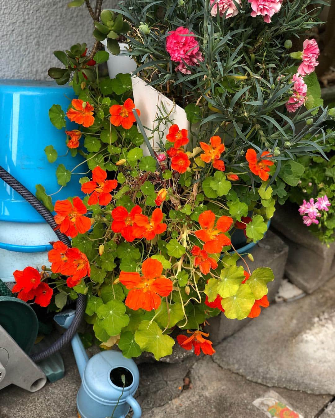 名越康文さんのインスタグラム写真 - (名越康文Instagram)「隣町珈琲近くの路地で、歌詞を思って散歩中に出会いました。 この頃、花が光って見えることが多いです。」4月28日 22時35分 - nakoshiyasufumi