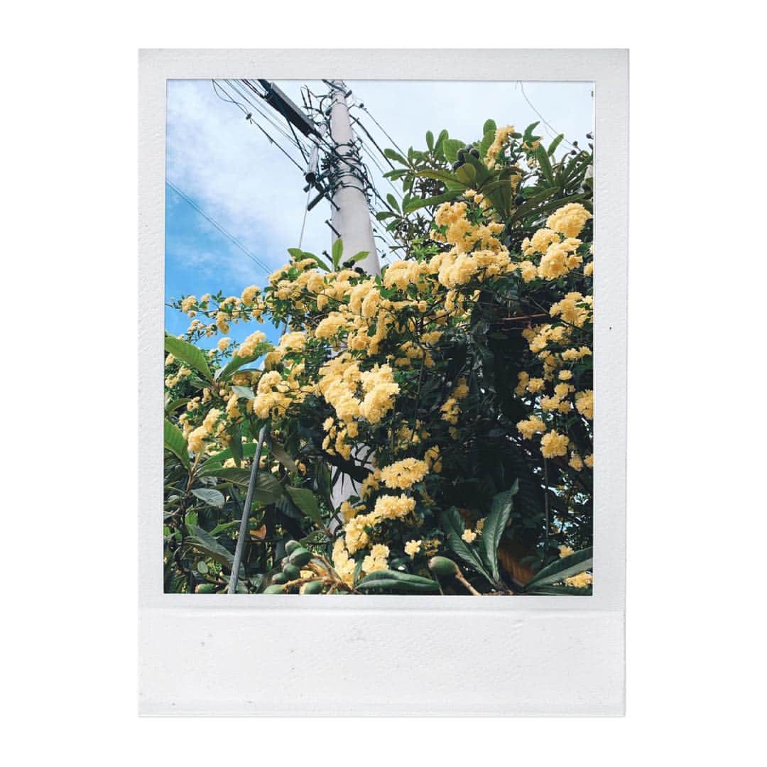のインスタグラム：「ジョギングが気持ちいい季節だね！🏃‍♂️🌼💛✨ GW、みんなが遊んでると私も遊びたくなるけど、今は遊んでる人達の中をかき分け走る。 普段みんなが仕事してる間遊んだりしてるしね！😂✊💛🌞 私は曲を作る。これは自分との闘い。 ううん、自分を信じるゲーム。 #Rihwa #songwriterslife #曲作りふぁ #singersongwriter #flower #flowerstagram #モッコウバラ #季節 #春 #夏」