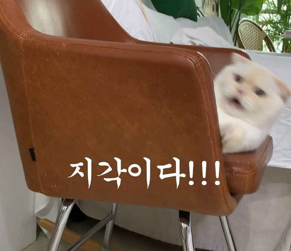 SoonMooさんのインスタグラム写真 - (SoonMooInstagram)「내일 늦잠자서 순레벌떡 일어나지 않으려면 다들 얼른 잠자리에 들어야해요 #출근예고 #지각예고 #월요병예고 #내일도출근하지않는윤순무의삶이일류다 #순무 #SoonMoo」4月28日 22時48分 - soonmoo_cat