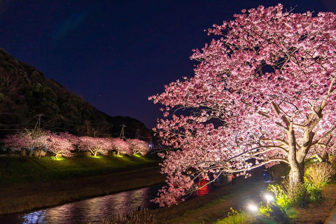 THE GATEさんのインスタグラム写真 - (THE GATEInstagram)「【Follow us! @thegate_japan】 THE GATE is a website for all journeys in Japan. Follow @thegate_japan for japan travel inspiration! . The Kawazu Cherry Blossom Festival(#河津桜まつり) is held annually in the town of Kawazu in Shizuoka prefecture🌸🌸✨✨ . Kawazuzakura cherry blossom trees (#河津桜) are known to bloom a month or two earlier than the average cherry blossom tree, such as the someiyoshino(#ソメイヨシノ). . By mid February, around 8,000 kawazuzakura cherry blossom trees around the town begin to blossom. The flowers are in full blossom until about the beginning of March. . During the festival, there are many events held, such as the kawazuzakura light up event. In the daytime, you can enjoy local dishes from Shizuoka prefecture at the many food trucks around town. . Check more information about Japan. →@thegate_japan . #Japan #thegate_japan #travel #exploring #thegate #thegate_spring #visitjapan #sightseeing #ilovejapan #triptojapan #beautifulflowers #flowers #gardens #nature #beautifulnature #spring #springseason #flowers #sakura #kawazusakura #KawazuCherryBlossom #festival #sakurafestival」4月28日 22時53分 - thegate_travel