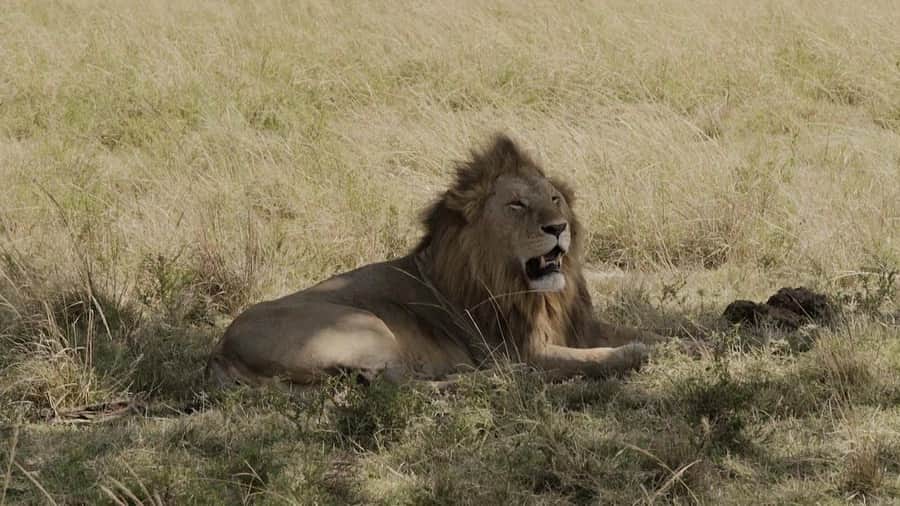 Jackson Harriesさんのインスタグラム写真 - (Jackson HarriesInstagram)「Stills from my new short film “Our Planet - Behind the Scenes” with @wwf_uk and @ourplanet. The people who live and work in the Maasai Mara, one of the world’s last remaining protected grasslands, play a crucial role in protecting some of our planets most magnificent wildlife. The ‘conservancy’ model in Kenya benefits wildlife by protecting valuable ecosystems and crucial migration corridors whilst also supporting the community, through sustainable tourism. Importantly this tourism gives wildlife an inherent value which helps mitigate human/wildlife conflict. Full link to film in bio! @wwf_uk @ourplanet @netflix」4月28日 23時00分 - jackharries