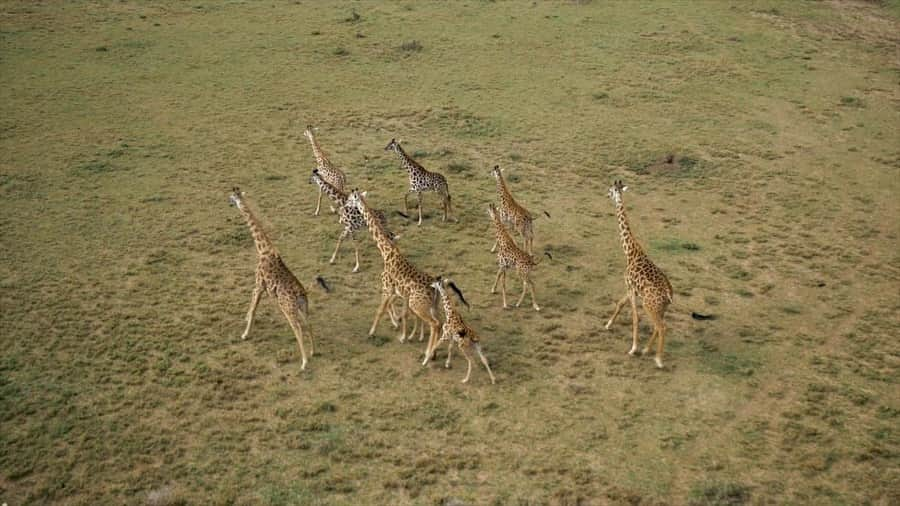 Jackson Harriesさんのインスタグラム写真 - (Jackson HarriesInstagram)「Stills from my new short film “Our Planet - Behind the Scenes” with @wwf_uk and @ourplanet. The people who live and work in the Maasai Mara, one of the world’s last remaining protected grasslands, play a crucial role in protecting some of our planets most magnificent wildlife. The ‘conservancy’ model in Kenya benefits wildlife by protecting valuable ecosystems and crucial migration corridors whilst also supporting the community, through sustainable tourism. Importantly this tourism gives wildlife an inherent value which helps mitigate human/wildlife conflict. Full link to film in bio! @wwf_uk @ourplanet @netflix」4月28日 23時00分 - jackharries