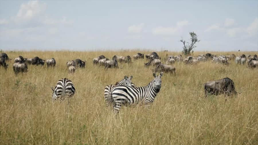 Jackson Harriesさんのインスタグラム写真 - (Jackson HarriesInstagram)「Stills from my new short film “Our Planet - Behind the Scenes” with @wwf_uk and @ourplanet. The people who live and work in the Maasai Mara, one of the world’s last remaining protected grasslands, play a crucial role in protecting some of our planets most magnificent wildlife. The ‘conservancy’ model in Kenya benefits wildlife by protecting valuable ecosystems and crucial migration corridors whilst also supporting the community, through sustainable tourism. Importantly this tourism gives wildlife an inherent value which helps mitigate human/wildlife conflict. Full link to film in bio! @wwf_uk @ourplanet @netflix」4月28日 23時00分 - jackharries